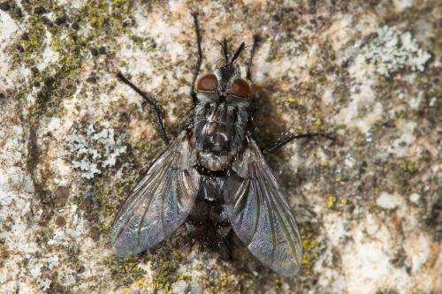 Linnaemya sp.